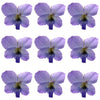 Spring Violets Mauve Flowers + Stems 100 pcs #689 $37.75 CAD