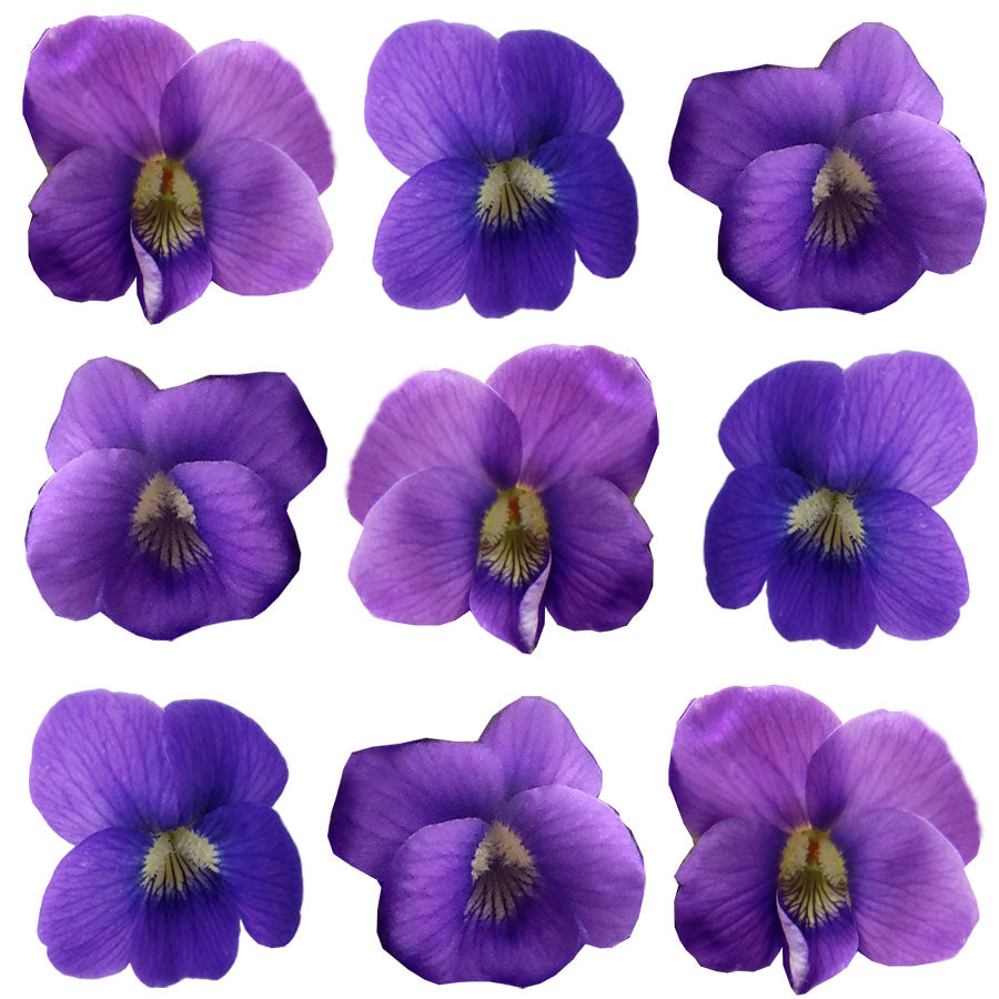 Spring Violets Purple Flowers + Stems 100 pcs #46 $37.75 CAD