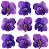 Spring Violets Purple Flowers + Stems 100 pcs #46 $37.75 CAD