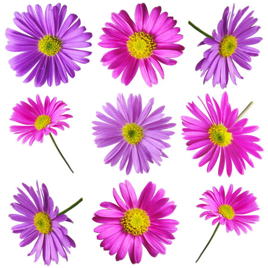 Swan River Daisies Flowers + Stems 12 pcs #956 $4 CAD