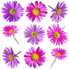 Swan River Daisies Flowers + Stems 12 pcs #956 $4 CAD