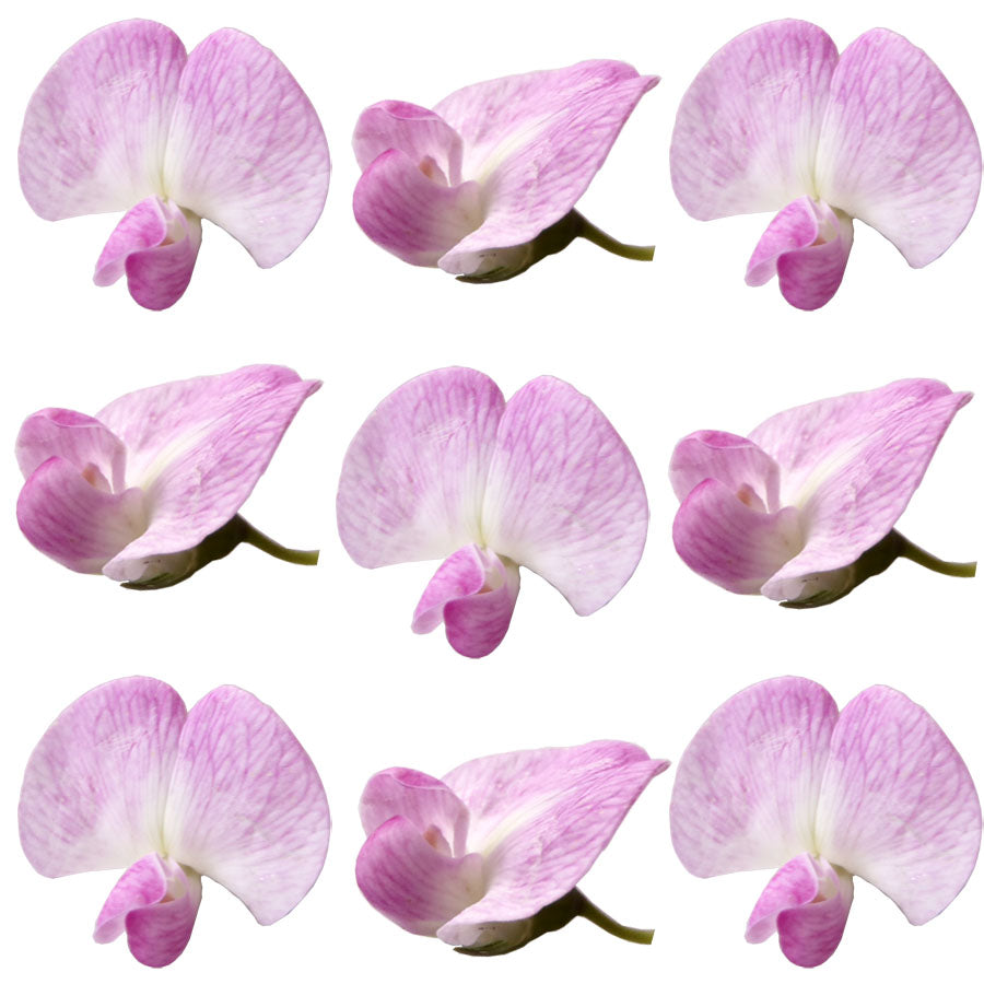 Summer Safe Sweet Pea Flowers Pink 24 pcs #832 $11.5 CAD