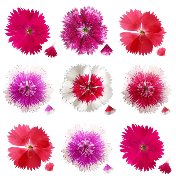 Sweet William Flowers Mix 100 pcs #868 $51.5 CAD
