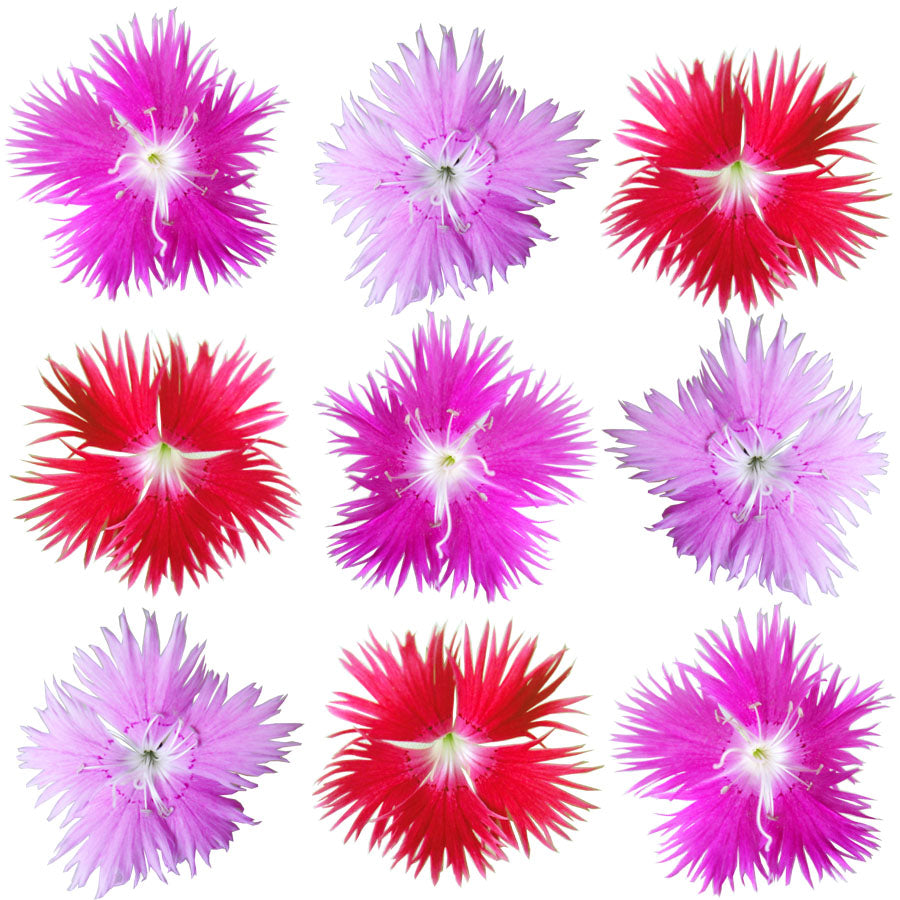 Sweet William Flowers Fringed Mix 12 pcs #920 $6.5 CAD