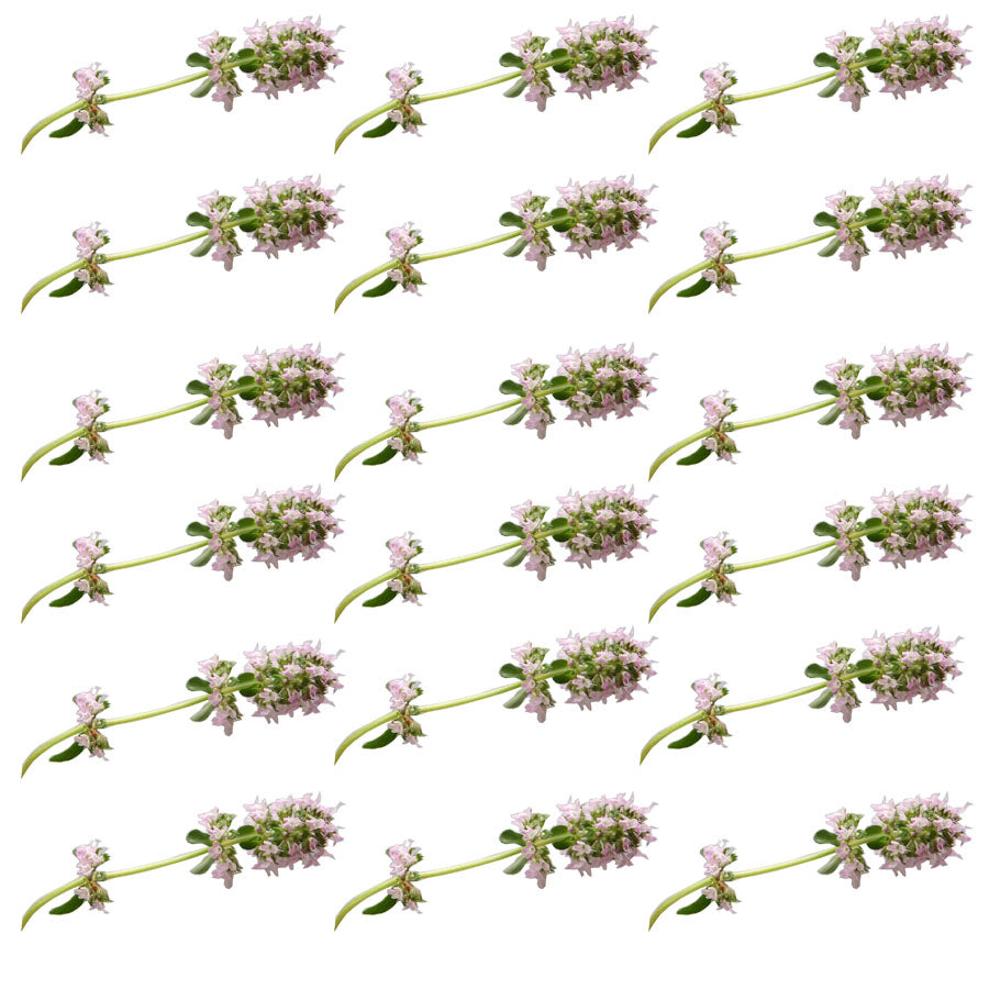 Thyme  Flower Sprigs 24 pcs #957 $7.75 CAD
