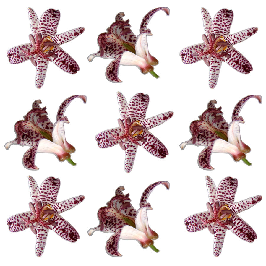 Toad Lily Flowers 12 pcs #667 $11 CAD