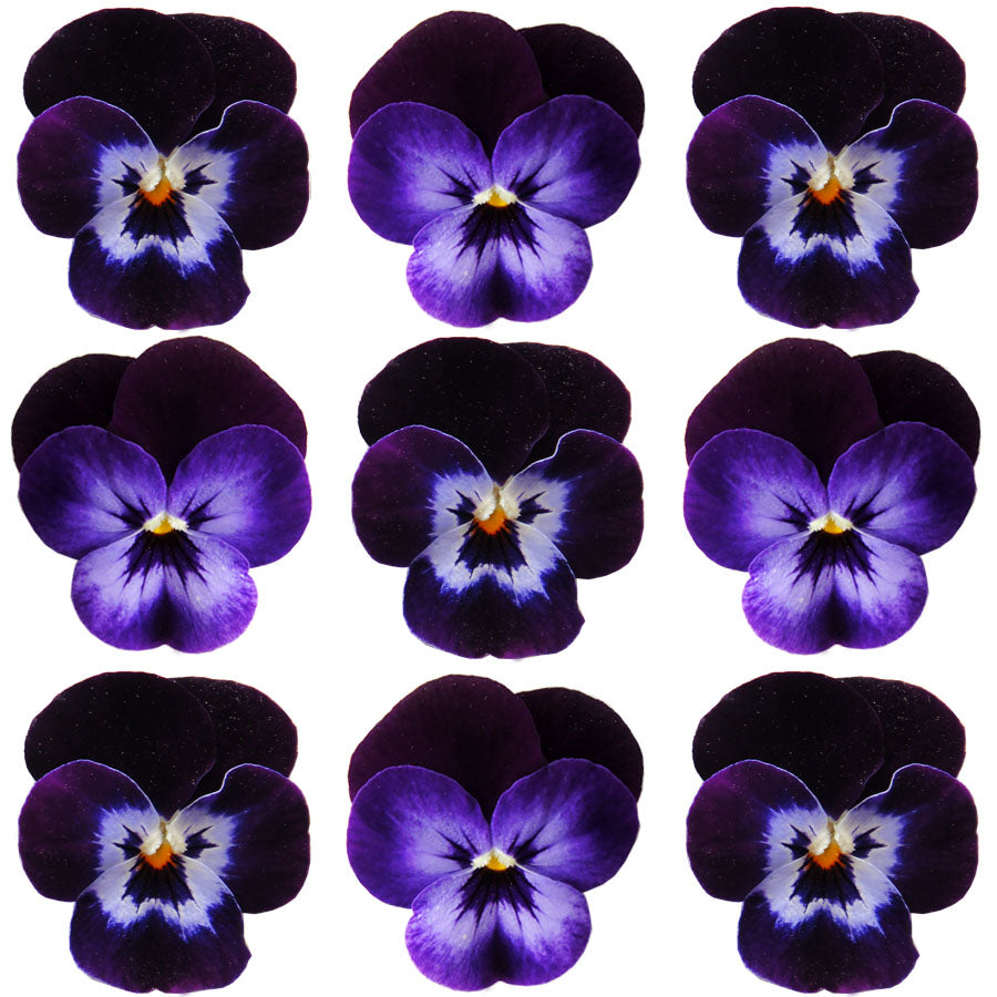 Violets Purple Mauve Face Flowers + Stems 12 pcs #721 $5.25 CAD