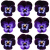 Violets Purple Mauve Face Flowers + Stems 12 pcs #721 $5.25 CAD