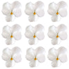 Violets White Flowers + Stems 12 pcs #465 $5.25 CAD