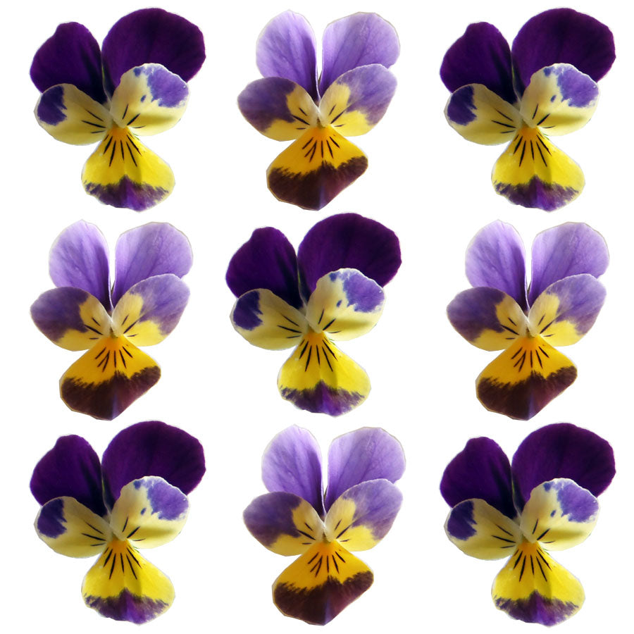 Johnny Jump Up Violets Flowers + Stems 12 pcs #754 $4.75 CAD