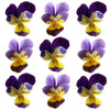 Johnny Jump Up Violets Flowers + Stems 12 pcs #754 $4.75 CAD
