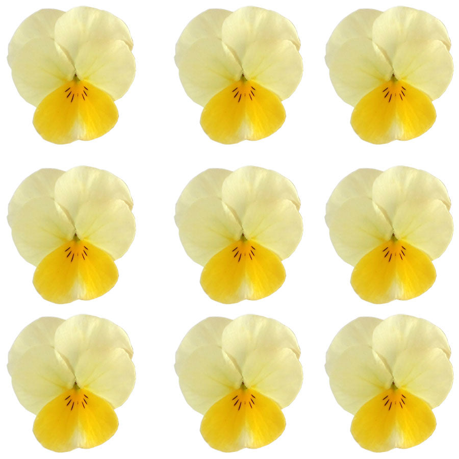 Violets White And Yellow Flowers + Stems 12 pcs #467 $5.25 CAD