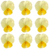 Violets White And Yellow Flowers + Stems 12 pcs #467 $5.25 CAD