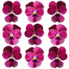 Violets Rose Flowers + Stems 12 pcs #650 $5.25 CAD