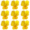 Violets Yellow Flowers + Stems 12 pcs #196 $5.25 CAD