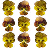 Violets Yellow Striped Flowers + Stems 12 pcs #891 $5.25 CAD