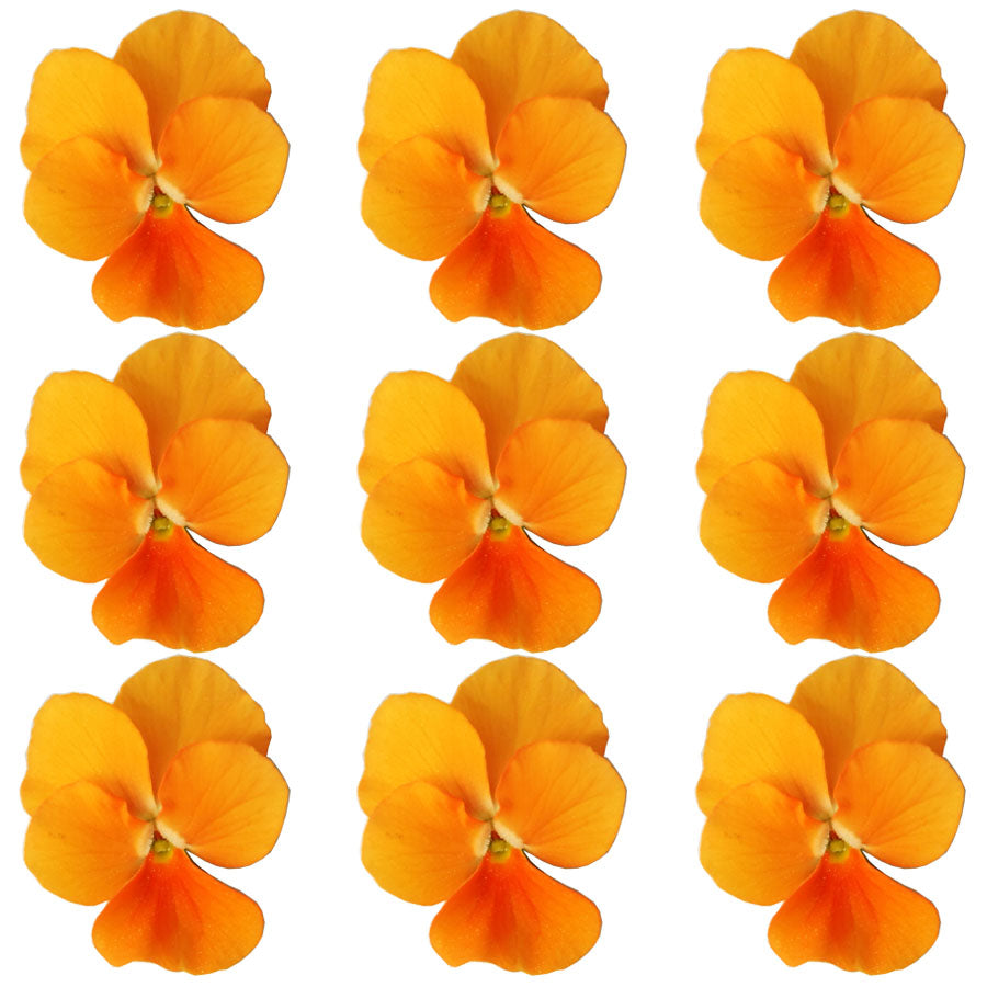 Violets Orange Flowers + Stems 12 pcs #712 $5.25 CAD