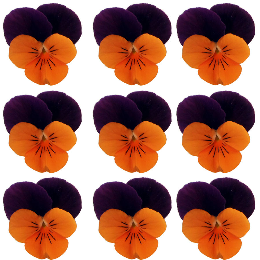 Violets Purple And Orange Flowers + Stems 12 pcs #704 $5.25 CAD