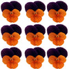 Violets Purple And Orange Flowers + Stems 12 pcs #704 $5.25 CAD