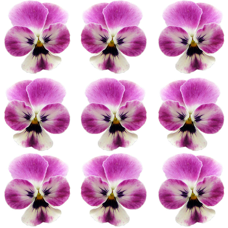 Violets Raspberry Streak Flowers + Stems 12 pcs #651 $5.25 CAD