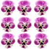 Violets Raspberry Streak Flowers + Stems 12 pcs #651 $5.25 CAD