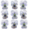 Violets Blue Mauve Face Flowers + Stems 12 pcs #614 $5.25 CAD