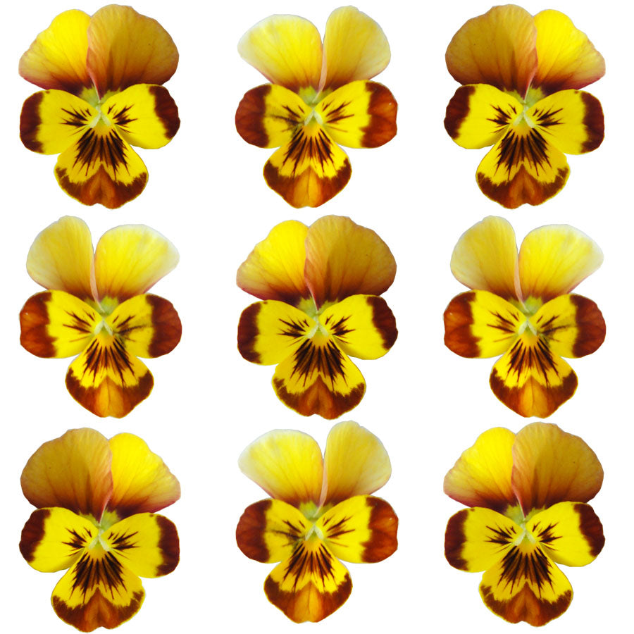 Violets Honeybee Flowers + Stems 12 pcs #892 $5.25 CAD