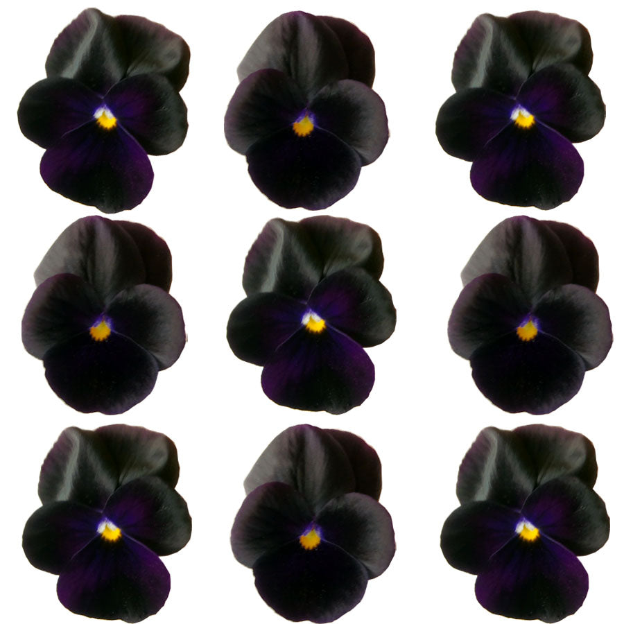Violets Black Flowers + Stems 12 pcs #615 $5.25 CAD