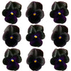 Violets Black Flowers + Stems 12 pcs #615 $5.25 CAD