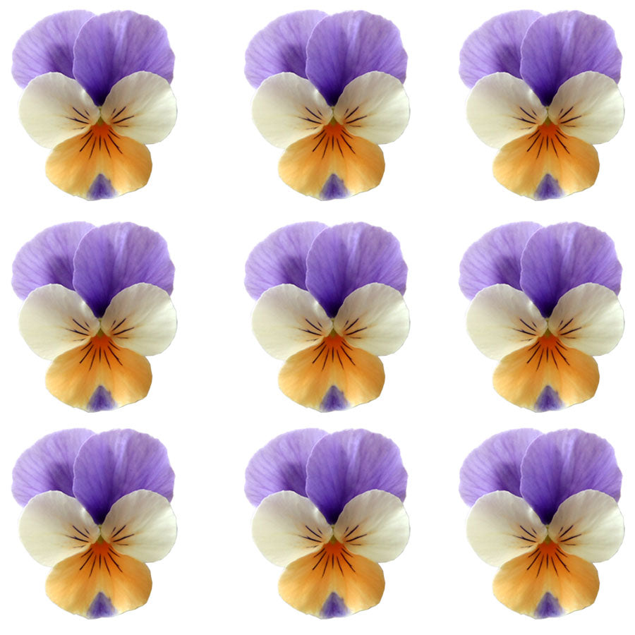Violets Light Purple Orange White Flowers + Stems 12 pcs #707 $5.25 CAD