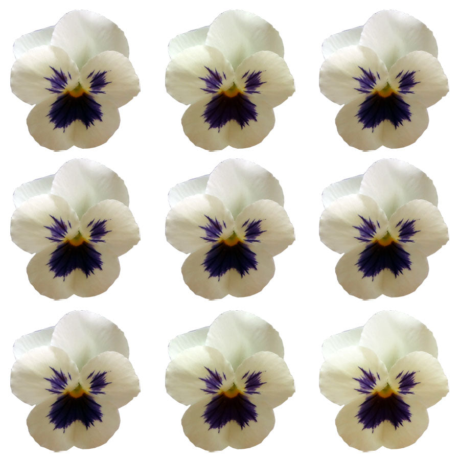 Violets White Dark Face Flowers + Stems 12 pcs #846 $5.25 CAD
