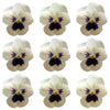 Violets White Dark Face Flowers + Stems 12 pcs #846 $5.25 CAD