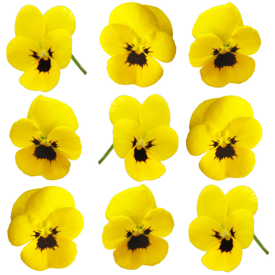 Violets Yellow And Black Face 12 pcs #466 $5.25 CAD