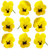 Violets Yellow And Black Face 12 pcs #466 $5.25 CAD