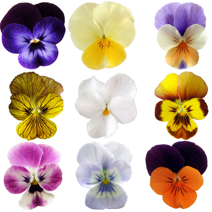 Violet Mix Flowers + Stems 12 pcs #400 $5.25 CAD