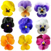 Violet Mix Flowers + Stems 12 pcs #400 $5.25 CAD