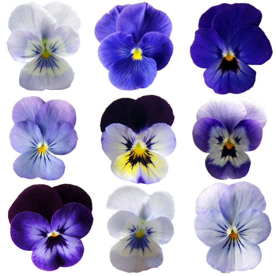 Violet Mix Blue Flowers + Stems 36 pcs #637 $14.75 CAD
