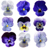 Violet Mix Blue Flowers + Stems 36 pcs #637 $14.75 CAD