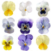 Violet Mix Pastel Flowers + Stems 36 pcs #639 $14.75 CAD
