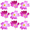 Primula Hot Pink 25 pcs $6.75 CAD