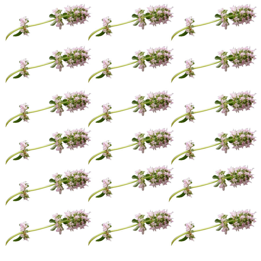Thyme Sprigs 36 pcs $8.75 CAD