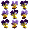 Johnny Jump Up Violets Flowers + Stems 25 pcs $6.65 CAD