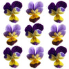 Johnny Jump Up Violets Flowers + Stems 12 pcs $3.75 CAD