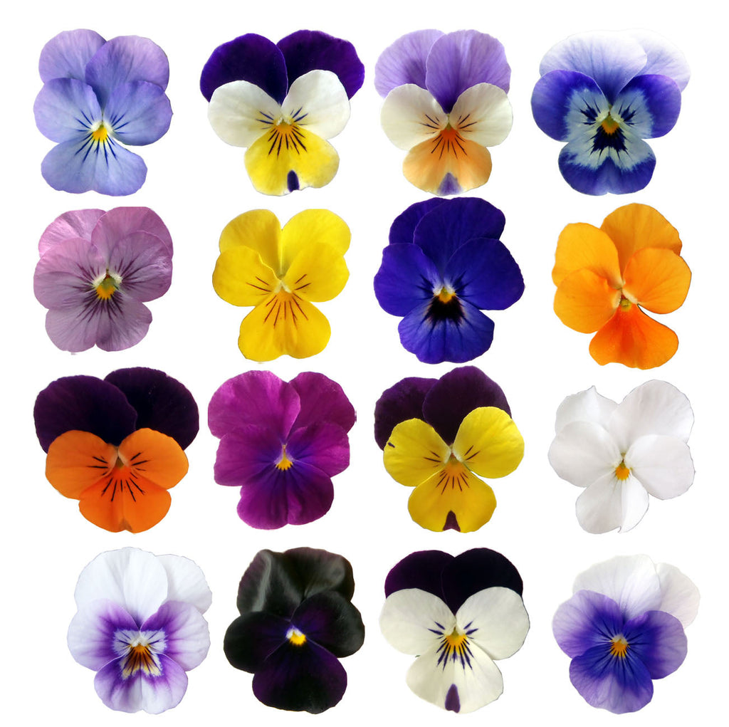 Violets Mix Flowers + Stems 12 pcs $4.25 CAD