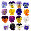 Violets Mix Flowers + Stems 24 pcs $8.00 CAD