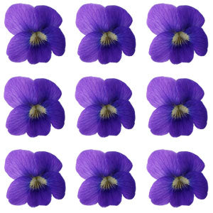Seasonal Spring Violets Purple Flowers + Stems 24 pcs $8.75 CAD