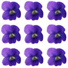 Seasonal Spring Violets Purple Flowers + Stems 24 pcs $8.75 CAD