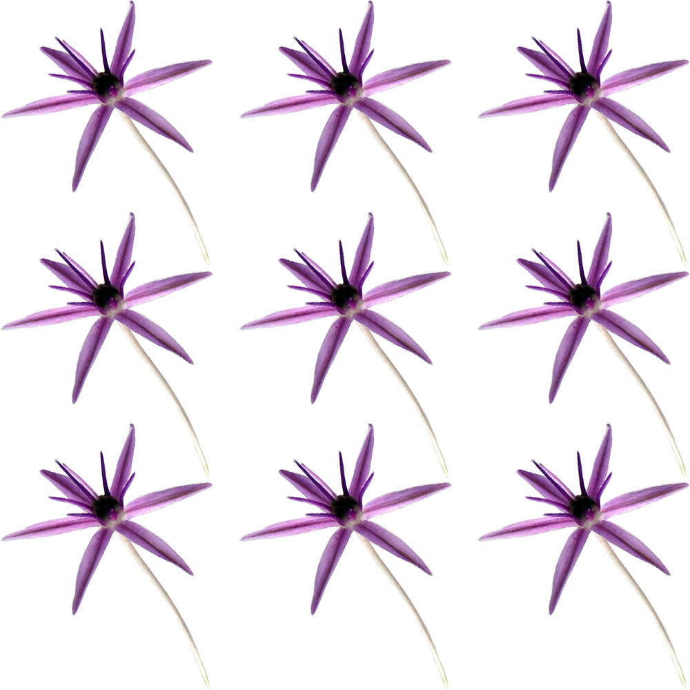 Allium Micro Sprigs Purple 100 pcs $9.25 CAD