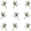 Allium Micro Sprigs White 50 pcs $5.25 CAD