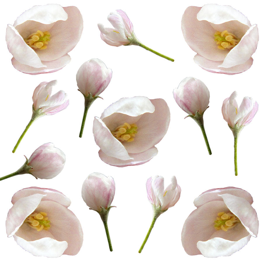 Apple Blossom Buds Micro White Pink 100 pcs $22.25 CAD